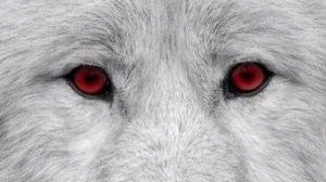 9936d217853626a46561a8fbfa01f81f--wolf-face-wolf-eyes