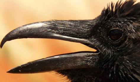 bird birds usa raven