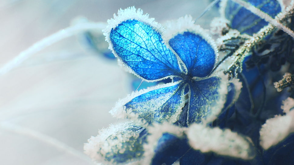 hydrangea-frost-snow-macro-wallpaper-preview
